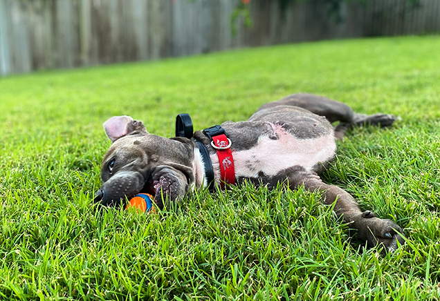 Bug playing in the grass